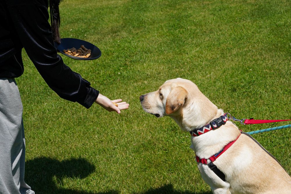 酪農学園大学内で管理している犬に学生たちが試作品を与えてテストしている様子