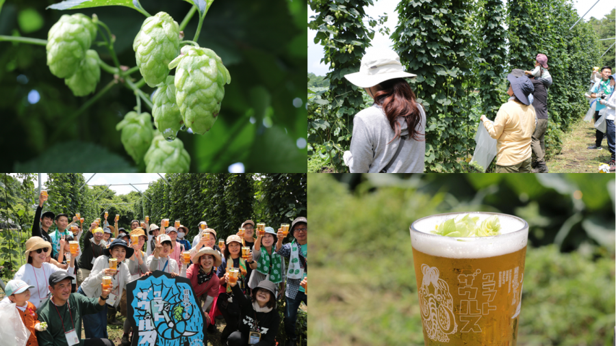「ヤッホーブルーイング フレッシュホップ収穫祭 2024」 軽井沢の休耕地を活用したホップ畑で7月20日（土）に開催