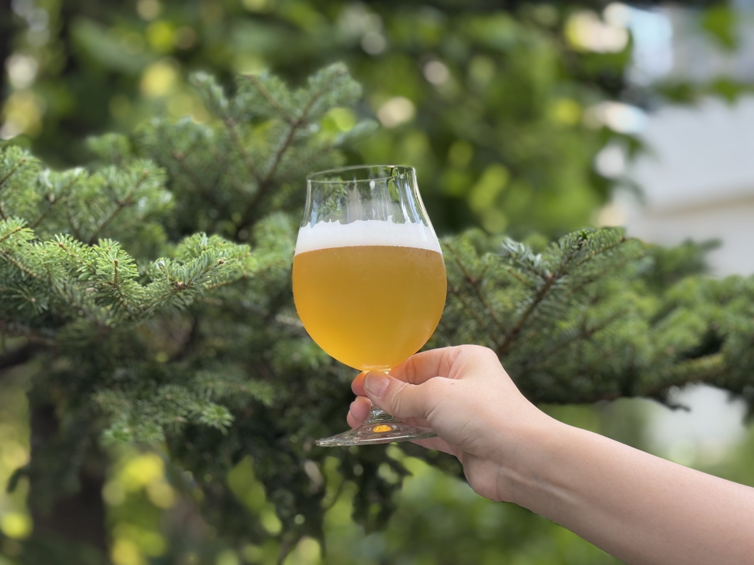 間伐材を活用したアップサイクルビール「Forest Echo IPA」！樽製品を数量限定で提供